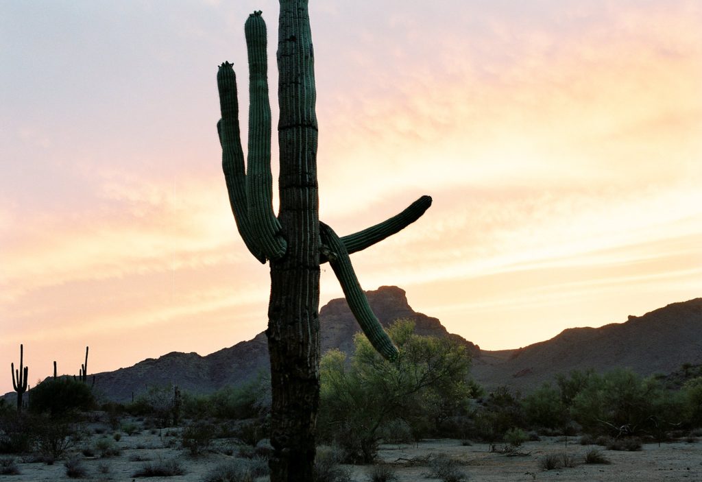 saguaro in the desert sunset 