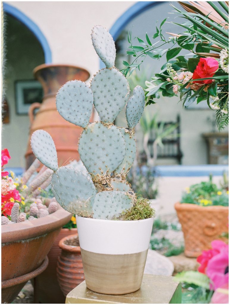 cactus in pot 